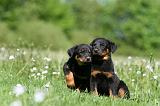 BEAUCERON - PUPPIES 347